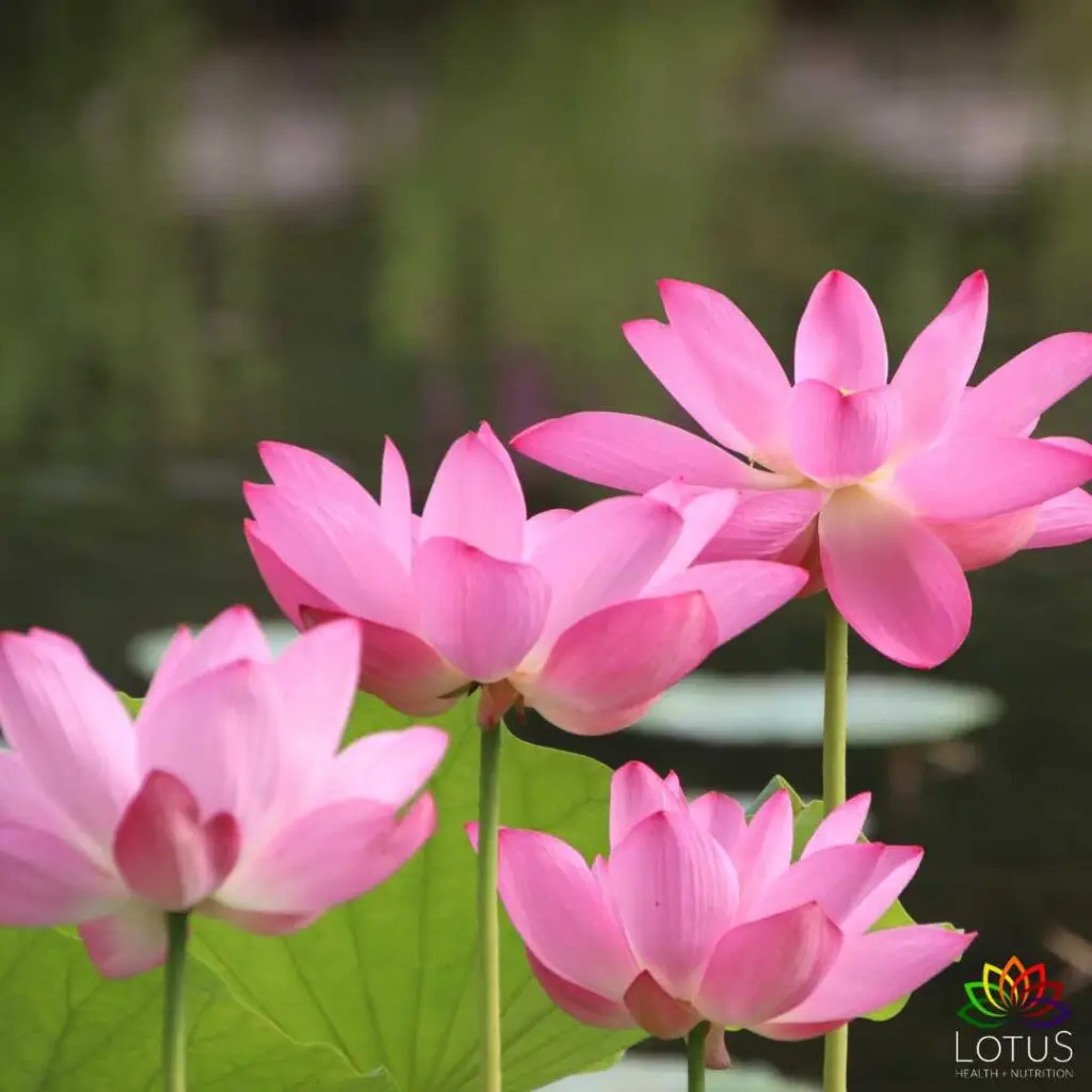 pink lotus flowers