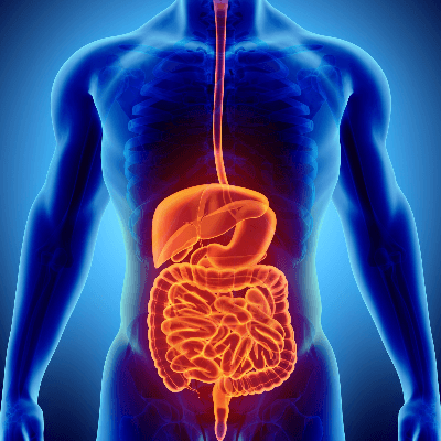 gastrointestinal tract